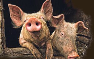 Produžena zabrana o prodaji svinja na stočnim pijacama zbog pojave Afričke kuge