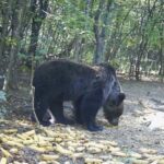 Pijan unio pušku u lokal: Prnjavorčanin prijavljen tužilaštvu