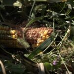 U Prnjavoru obilježen Dan invalida Prilog TV K3