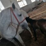 Obilježen Mitrovdan u Prnjavoru: 626 poginulih boraca zavjet koji treba da pamtimo (FOTO)