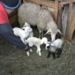 Prevrnuo se automobil na Tutnjevcu, povrijeđena jedna osoba