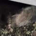 OFS Prnjavor: Deketu novi mandat, podrška Zeljkoviću! (Foto)