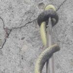 Dražen Petrović: Titula – put za nove ATP bodove