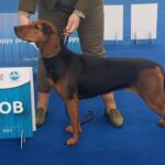 Milan Petrović kandidat SDS-a za gradonačelnika Prnjavora! (FOTO)