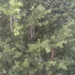 Obavještenje o sprovođenju proljetne sistematske dezinsekcije i deratizacije