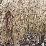 Emisija “Razgovor s povodom” -Sekretar GO “Crvenog krsta ” u Prnjavoru, Bojan Šipragić