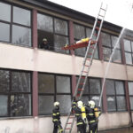 Lisica u gradskom parku u Prnjavoru