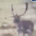 Petar Trivicević predvodio Mladost Bulldogs do pobjede protiv KK Lijevče!