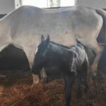 “Prijatelji sa Vrbasa” održali koncert “Za dušu, u dobrom društvu”