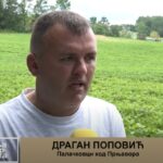 Porodica Bijelić iz Kremne pripremila prve lubenice za Prnjavorčane (Zemlja izvor života) TV K3