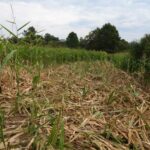 Oglasili se vatrogasci o slijetanju helikoptera: Pilot ugasio početni požar VIDEO