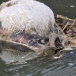 Saobraćajna nesreća na magistralnom putu Prnjavor – Derventa FOTO