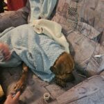 Mašine rade “punom parom” na izgradnji mljekare u vlasništvu farmera