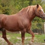 Gradonačelnik priredio prijem za mladog šahovskog prvaka Nikolu Sibinčića Prilog TV K3