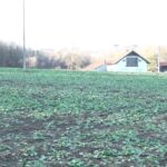 Poljoprivrednici iz Prnjavora zadovoljni stanjem ozimih kultura: Očekuju još kiše i snijega u februarskim danima