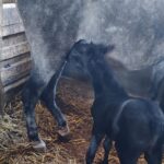 Vodostaji u porastu: Poplavljeni dijelovi Prnjavora i otežan saobraćaj u više naselja