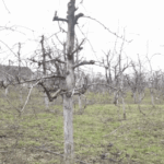 Velika pobjeda Obilića u Osječanima