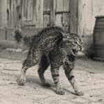 U Prnjavoru se širi besnilo kod mačaka, Vreme 18. jula 1936. godina