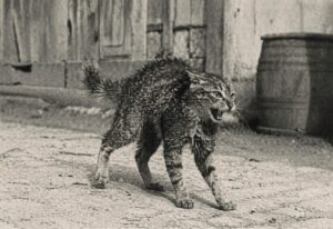 U Prnjavoru se širi besnilo kod mačaka, Vreme 18. jula 1936. godina
