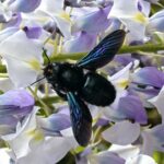 Skupština Organizacije slijepih Prnjavor: U fokusu aktivnosti te finansije –Početak dana TV K3 (VIDEO)