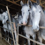Načelnik Darko Tomaš najavio obilježavanje Dana II bataljona Prnjavorske lake pješadijske brigade