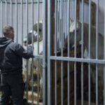 Ergela Vučijak dobila tri pastuva iz Ergela Lipica: Veliko pojačanje za uzgoj lipicanera