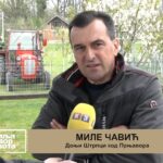 Porodica Čavić kroz proljećne poslove posvećena radu na njivi (Zemlja izvor života) TV K3