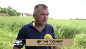 Dobra cijena i podsticaji povećali sjetvu uljane repice (Zemlja izvor života) TV K3