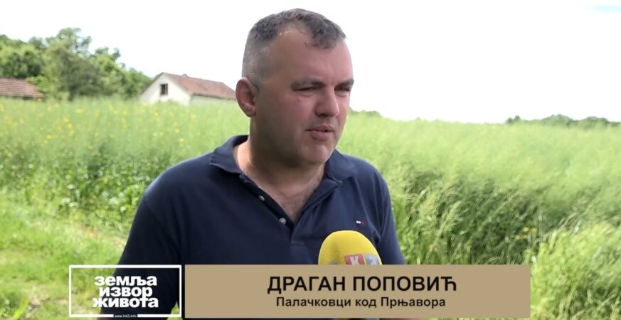 Dobra cijena i podsticaji poveฤali sjetvu uljane repice (Zemlja izvor ลพivota) TV K3