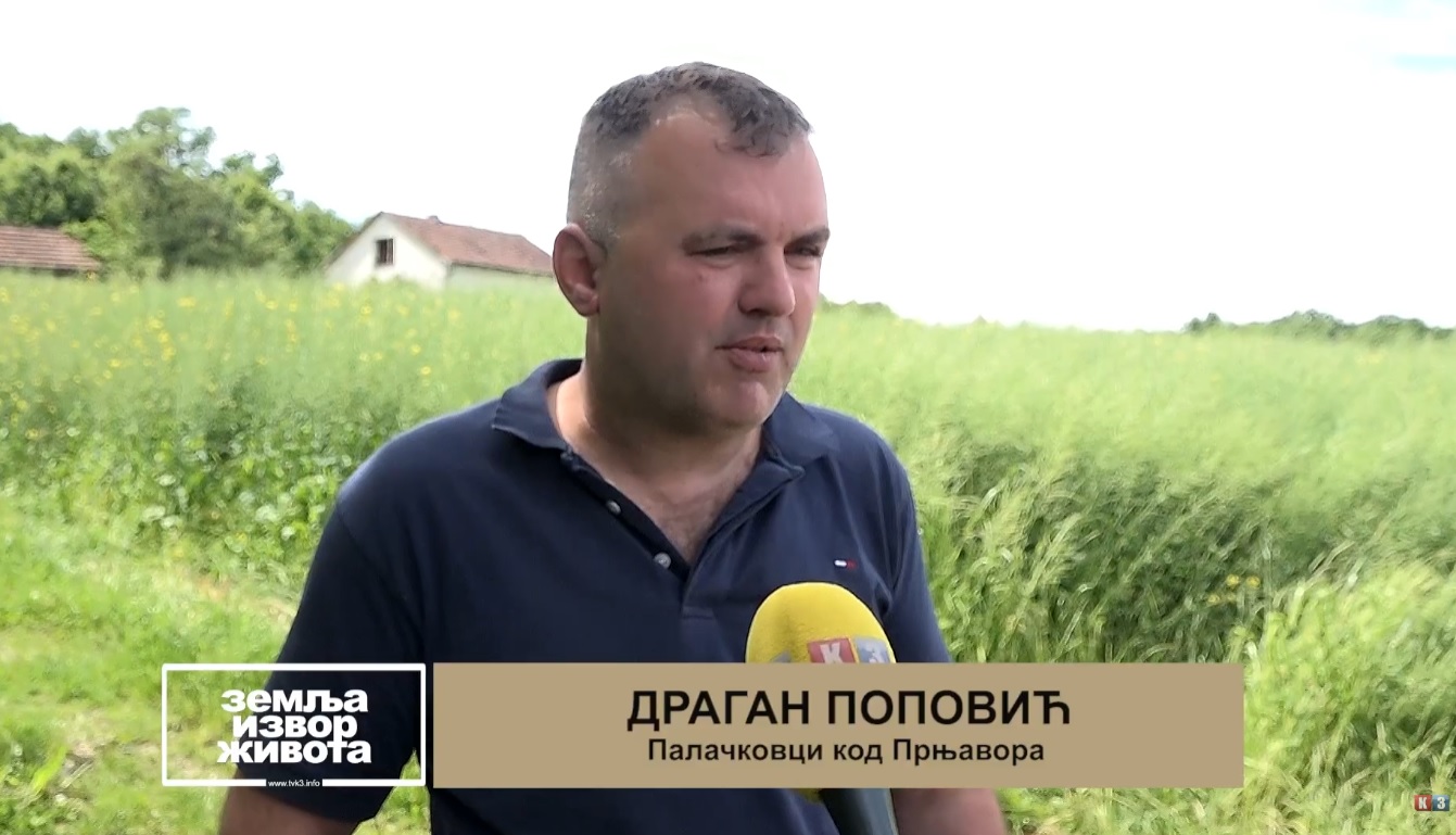 Dobra cijena i podsticaji povećali sjetvu uljane repice (Zemlja izvor života) TV K3