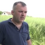 Farma Popović prati razvoj kukuruza i pšenice: Očekuju dobre prinose (Zemlja izvor života) TV K3