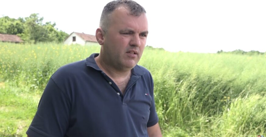 Farma Popoviฤ prati razvoj kukuruza i pลกenice: Oฤekuju dobre prinose (Zemlja izvor ลพivota) TV K3