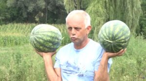 Porodica Božić i ove godine uzgojila kvalitetne lubenice Prilog TV K3