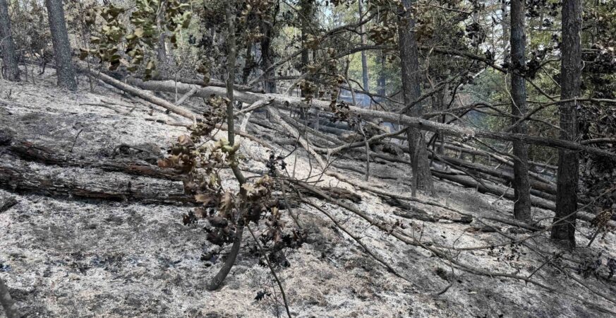 Poลพar na Ljubiฤu stavljen pod kontrolu