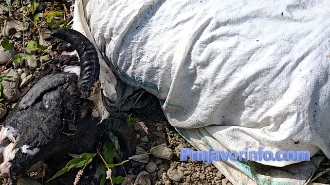 Veterinarski inspektor uklonio leš ovna iz rijeke Ukrine