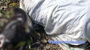 Veterinarski inspektor uklonio leš ovna iz rijeke Ukrine