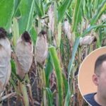 GIK: Javni oglas za izbor kandidata za popunu rezervne liste kvalifikovanih lica za imenovanje članova biračkih odbora