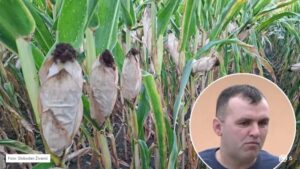 Usjevi bez šanse za oporavak: Kukuruz podbacio, soja u još gorem stanju