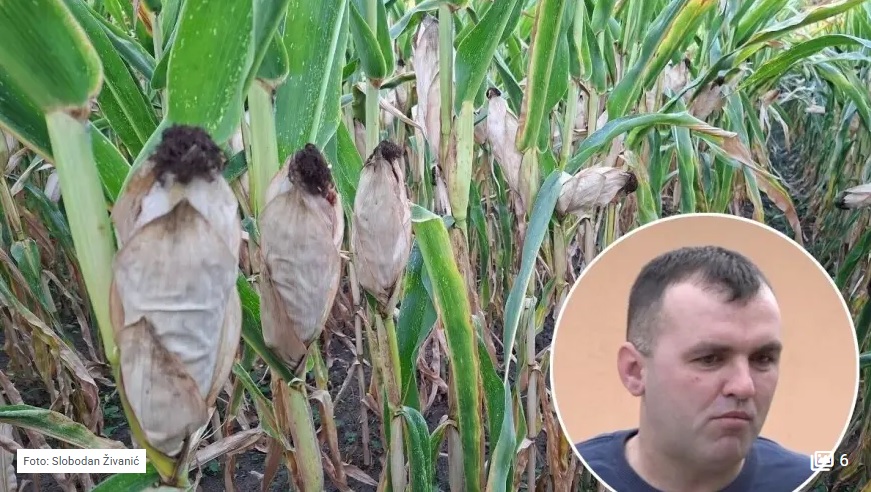 Usjevi bez šanse za oporavak: Kukuruz podbacio, soja u još gorem stanju