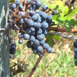 Nevrijeme nanijelo štetu vinariji ’’Fazan’’: Manje grozdova – manje vina (VIDEO)