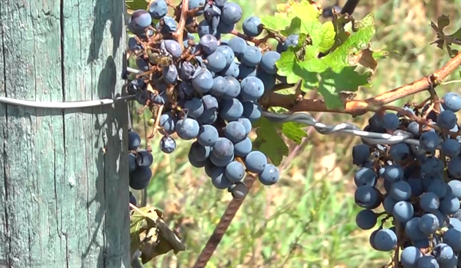 Nevrijeme nanijelo štetu vinariji ’’Fazan’’: Manje grozdova – manje vina (VIDEO)